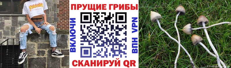 Галлюциногенные грибы прущие грибы  ОМГ ОМГ зеркало  Нахабино  купить  